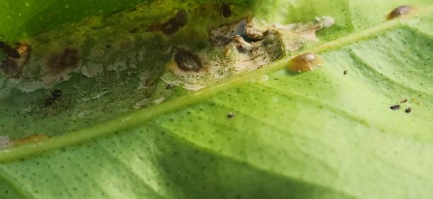 The presence of Coccus scale insects and ants on lemon-cravo (Citrus × limonia) leaves reveals a symbiotic relationship that can compromise plant health. Scale insects are sap-sucking pests that attach to the leaf surface, especially on the underside, where they feed on plant nutrients. During this process, they secrete sugary substances known as honeydew, which attract ants in search of food. Ants, in turn, act as natural protectors of scale insects, deterring natural predators such as ladybugs and lacewings. This favors the proliferation of the pest, leading to plant weakening. Infested leaves may exhibit yellowing, deformations, and premature drop, as well as the development of sooty mold, a dark fungus that grows on the honeydew and reduces the leaf’s photosynthetic capacity. Effective control of this association requires continuous monitoring and integrated strategies. Introducing natural predators of scale insects can help reduce their population, while physical barriers such as adhesive bands on the trunk prevent ant movement. The use of horticultural oils and natural extracts can also minimize infestation without disrupting the plant’s ecological balance. Maintaining healthy lemon-cravo leaves is essential to ensuring their vigor and productivity. las hormigas deambulan por la hoja de tilo infestada de insectos cochinilla coccus, recolectando el líquido azucarado secretado por las plagas. esto favorece un aumento de las poblaciones de insectos escamosos y la aparición de hongos, perjudicando la fo