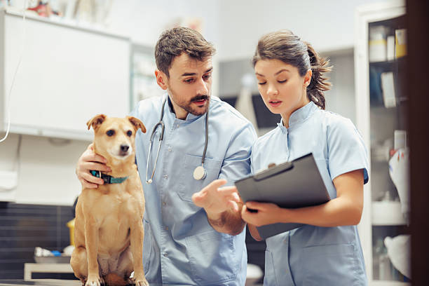 Veterinarians examining a dog at a clinic while discussing treatment options with a digital tablet