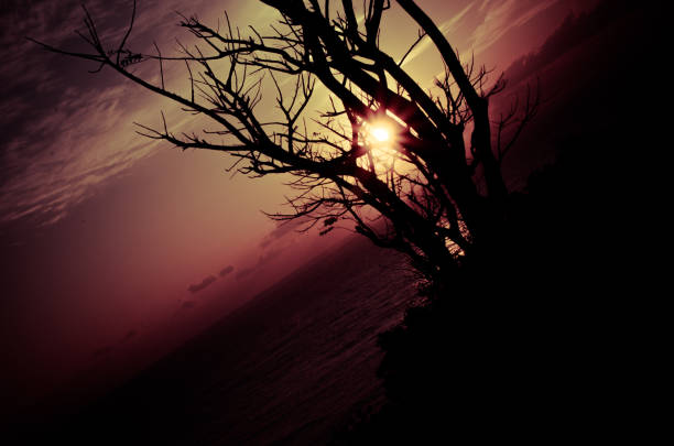 A striking upward perspective of a bare tree against a sunset sky, emphasizing its textured bark and sprawling branches