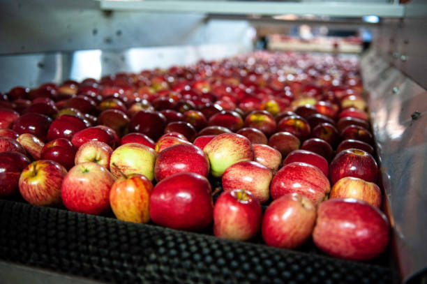 istock Apples on a conveyor belt at a processing facility in Brazil 2202170804