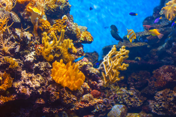 istock Underwater world showcasing diverse marine life 2202171002