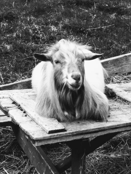 istock Goat at a Petting Zoo 2202172599
