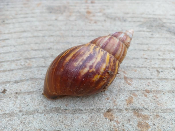 istock Close up of Bekicot or snail (Lissachatina fulica) 2202172678