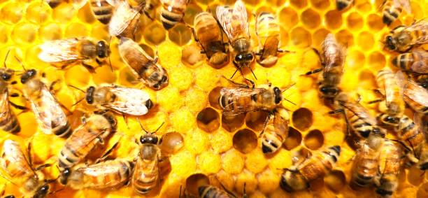 istock Italian Bee (Apis mellifera ligustica) Collecting Nectar in Fernando de Noronha 2202174139