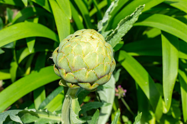 A photo of a plump artichoke planted in a garden