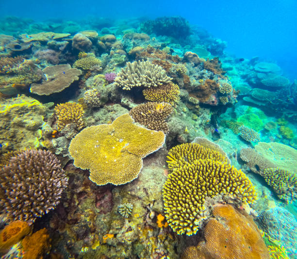 istock A beautiful underwater scene featuring many different types of colourful coral in clear waters on a tropical reef 2202174744