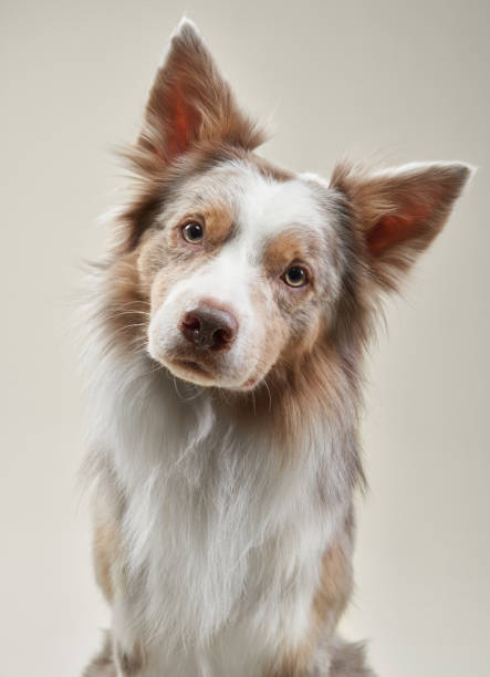 istock Border collie close-up with a neutral background 2202174956