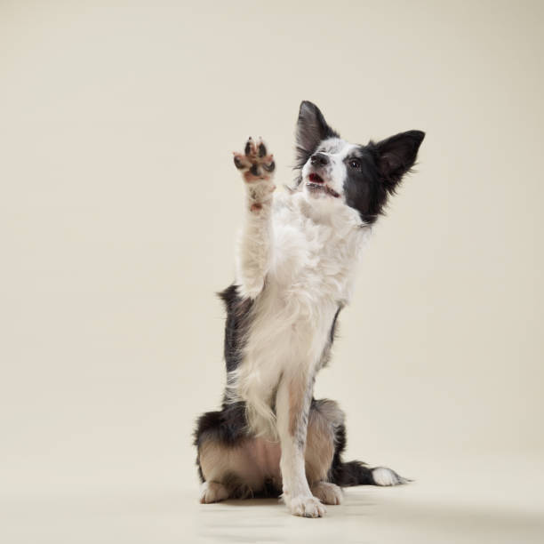 istock Border collie raising its paw in a greeting pose 2202174965