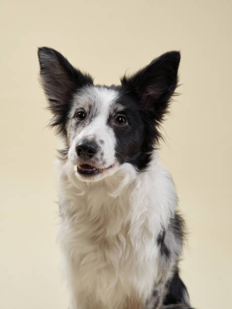 istock Border collie looking attentively at the camera 2202174976