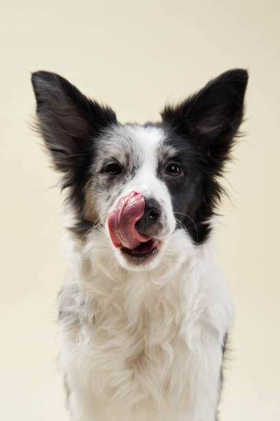 istock Border collie licking its nose in studio lighting 2202174980