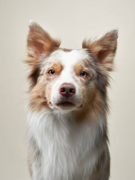 istock Border collie close-up portrait 2202174984