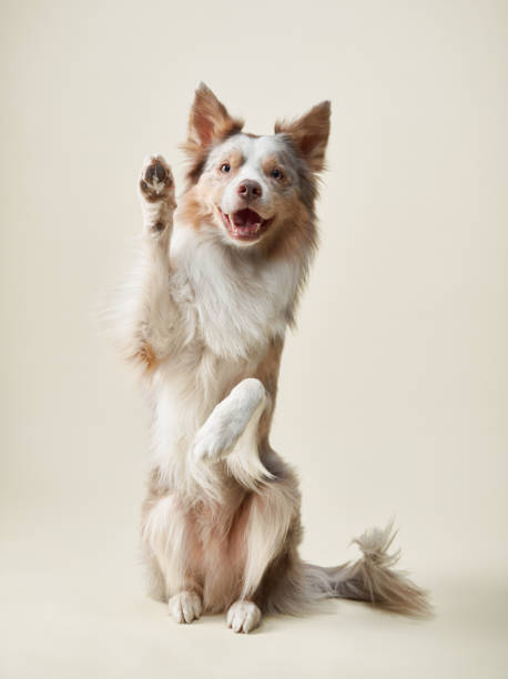 istock Border collie waving with excitement 2202174997
