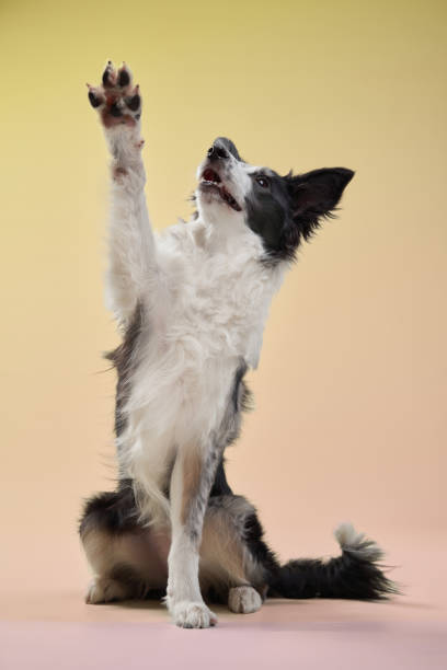istock Border collie raising its paw in a greeting gesture 2202174998