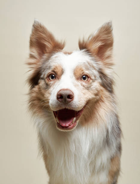 istock Border collie with an excited smile 2202175000