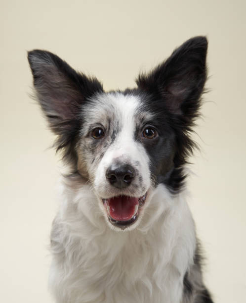 istock Border collie portrait on a beige background 2202175007