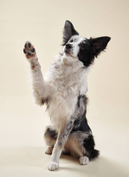 istock Border collie raising a paw 2202175039