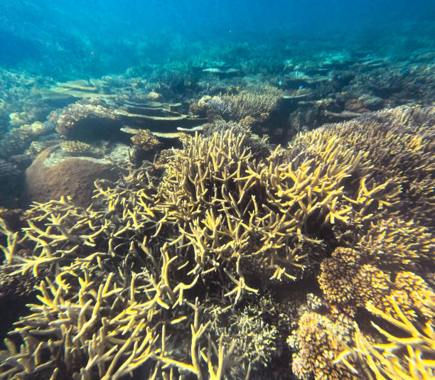 istock A beautiful purple Staghorn Coral (Acropora cervicornis) with UV tips 2202175390