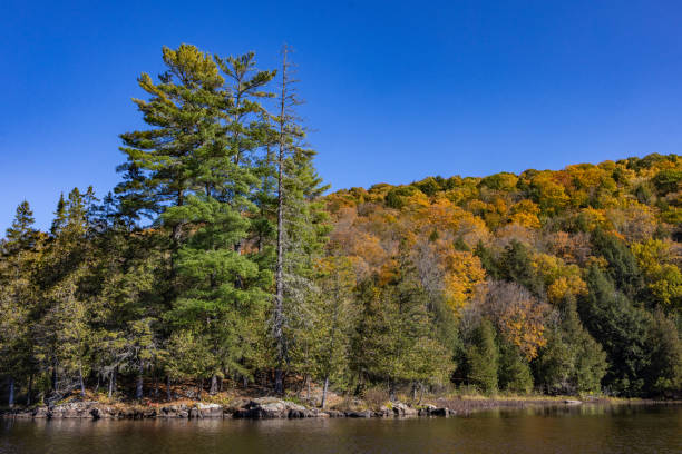 Scenic Autumn Forest Along Calm Lake Under Clear Blue Sky