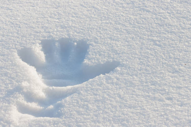 Left human gloved handprint in fresh white snow surface