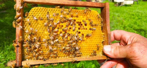 istock Queen Bee (Apis mellifera ligustica) Surrounded by Workers in a Tropical Hive 2202176873