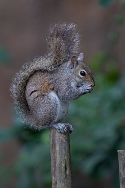 istock Squirrel on a wooden post in natural habitat. 2202177081