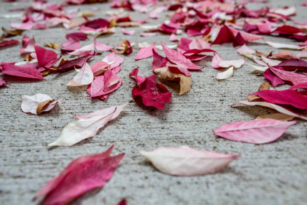 istock Vibrant Pink and Red Leaves Scattered on a Concrete Surface 2202177237