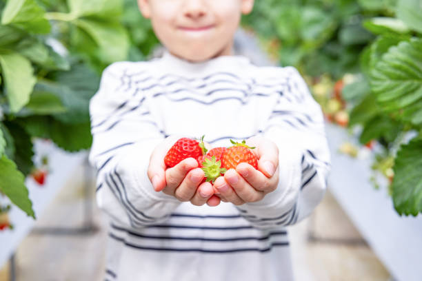 Young boy presents a handful of freshly picked ripe strawberries while standing in a greenhouse, surrounded by lush green plants