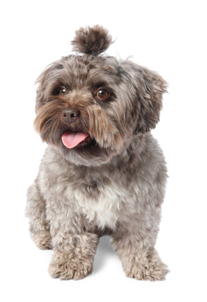 istock Cute Maltipoo dog on white background. Lovely pet 2202178746