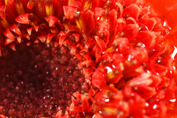 Rain drops cover the petals of a red gerbera daisy.