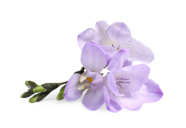 istock Beautiful violet freesia flower isolated on white 2202178899