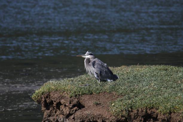 istock Great Blue Heron (ardea herodias) hunched down on a piece of land at low tide 2202187238