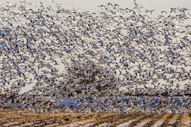 istock Flock of Migrating Snow Geese at Sunset – Delta, British Columbia 2202188962