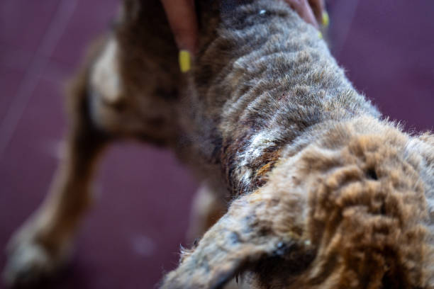 istock First aid for dogs seriously injured in dog bites. 2202191816