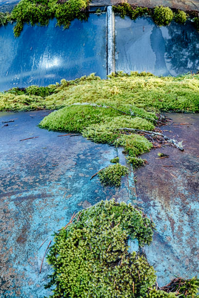 A tightly cropped view of a thick blanket of moss growing on the hood of an old, rusty truck.