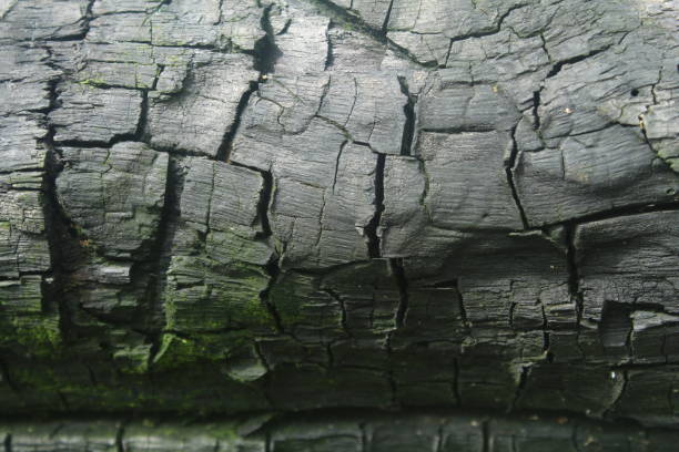 This close-up of charred wood flaunts organic cracked bark, delivering a luxurious black wood texture suitable as a sophisticated charcoal background in dark minimal compositions. Swirls of carbonized timber provide an abstract rough surface, instantly suggesting fire-damaged wood stories. The sharp cracked charcoal grain contrasts neatly against broad copy space, supporting headline placement, texture libraries, and high-end brochure spreads.
