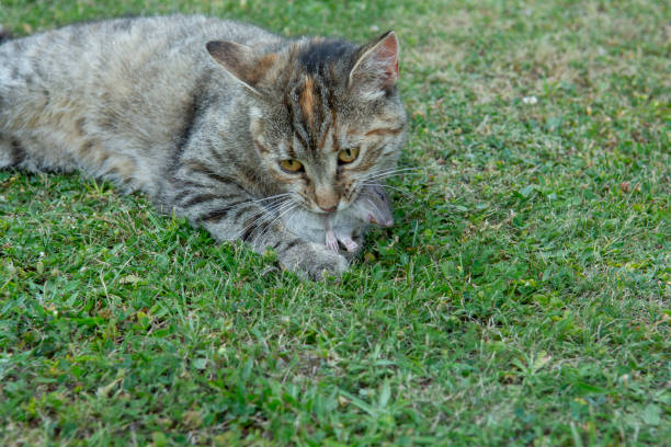 istock Grey stripped cat holding a  mouse in her teeth. Cat  holding a mouse in her mouth. 2202195721