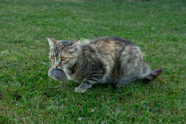 istock Grey stripped cat holding a  mouse in her teeth. Cat  holding a mouse in her mouth. 2202195722