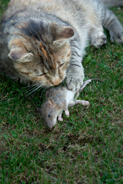 istock Grey stripped cat holding a  mouse in her teeth. Cat  holding a mouse in her mouth. 2202195726