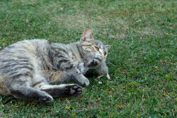 istock Grey stripped cat holding a  mouse in her teeth. Cat  holding a mouse in her mouth. 2202195728