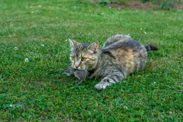istock Grey stripped cat holding a  mouse in her teeth. Cat  holding a mouse in her mouth. 2202195734