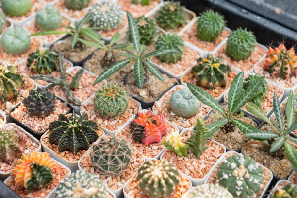istock Top view of many small potted cactus garden 2202196119