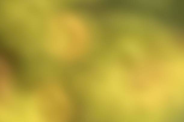Defocused of yellow and orange flower for natural  abstract background