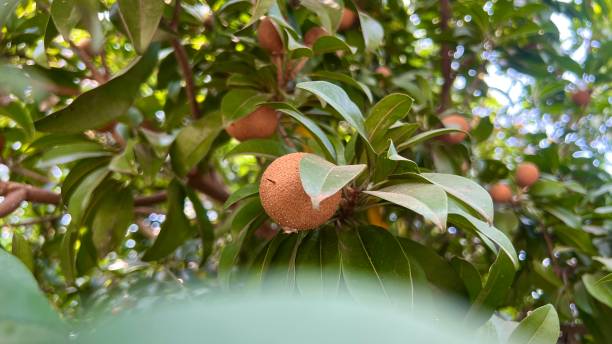 istock Fresh sapodilla or sapodilla plum fruit on the tree closeup with selective focus and blur. Chickoo or , sawo is a tropical fruit with brown skin with sweet taste insider 2202199402