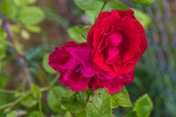 Two stunning red roses unfold their petals, showcasing their rich color against a backdrop of verdant leaves. Morning dew glistens, enhancing the beauty of this tranquil garden setting.