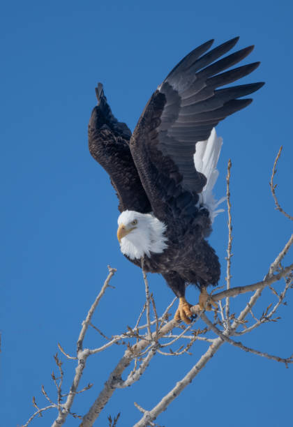 istock Wings up majestic and perfect Bald Eagle prepares to fly at McConaughy Lake near Ogallala, Nebraska, USA 2202200708