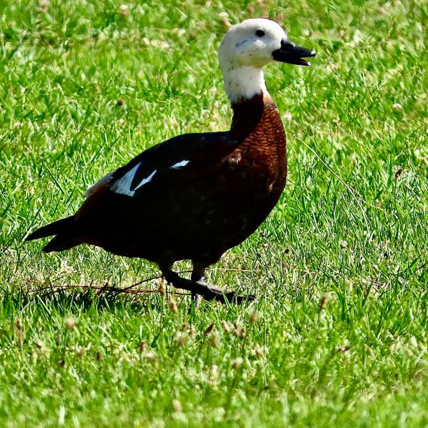 istock A happy looking Paradise Shellduck in a park  in Auckland 2202201462