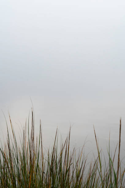 Haunting fog with reeds in the foreground on Taunton River, Somerset, MA, USA