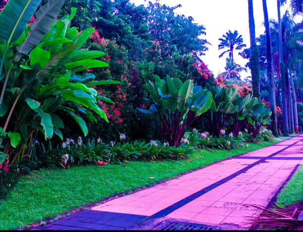 The house fence made from plants consists of banana plants and flower plants so it looks beautiful