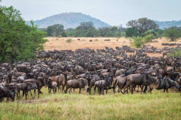 istock Massive Wildebeest Migration Across African Savannah Landscape, Great Migration, Serengeti, Tanzania, Africa 2202204329