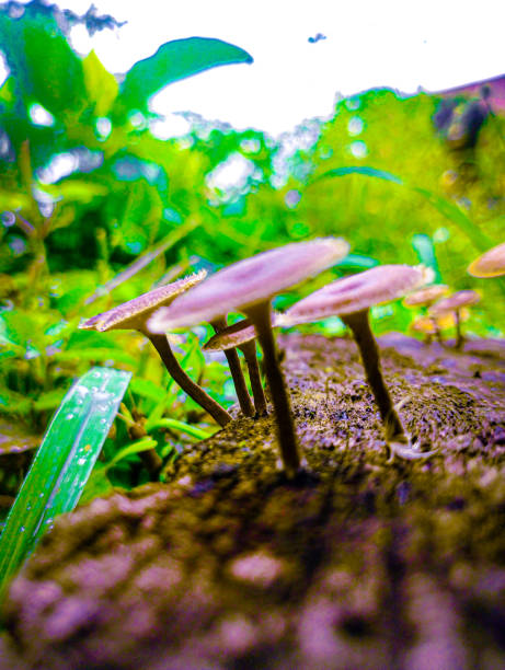 istock Nail fungus that grows on wood 2202204387